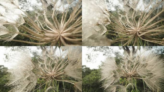 鹰角草一种成熟的鹰角草花，其种子以飞行降落伞的形式分散开来多莉滑块极端特写。