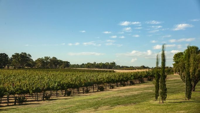 南澳大利亚巴罗萨山谷的葡萄藤。