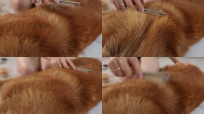 在家给宠物梳洗。女性梳理狗毛的特写镜头。