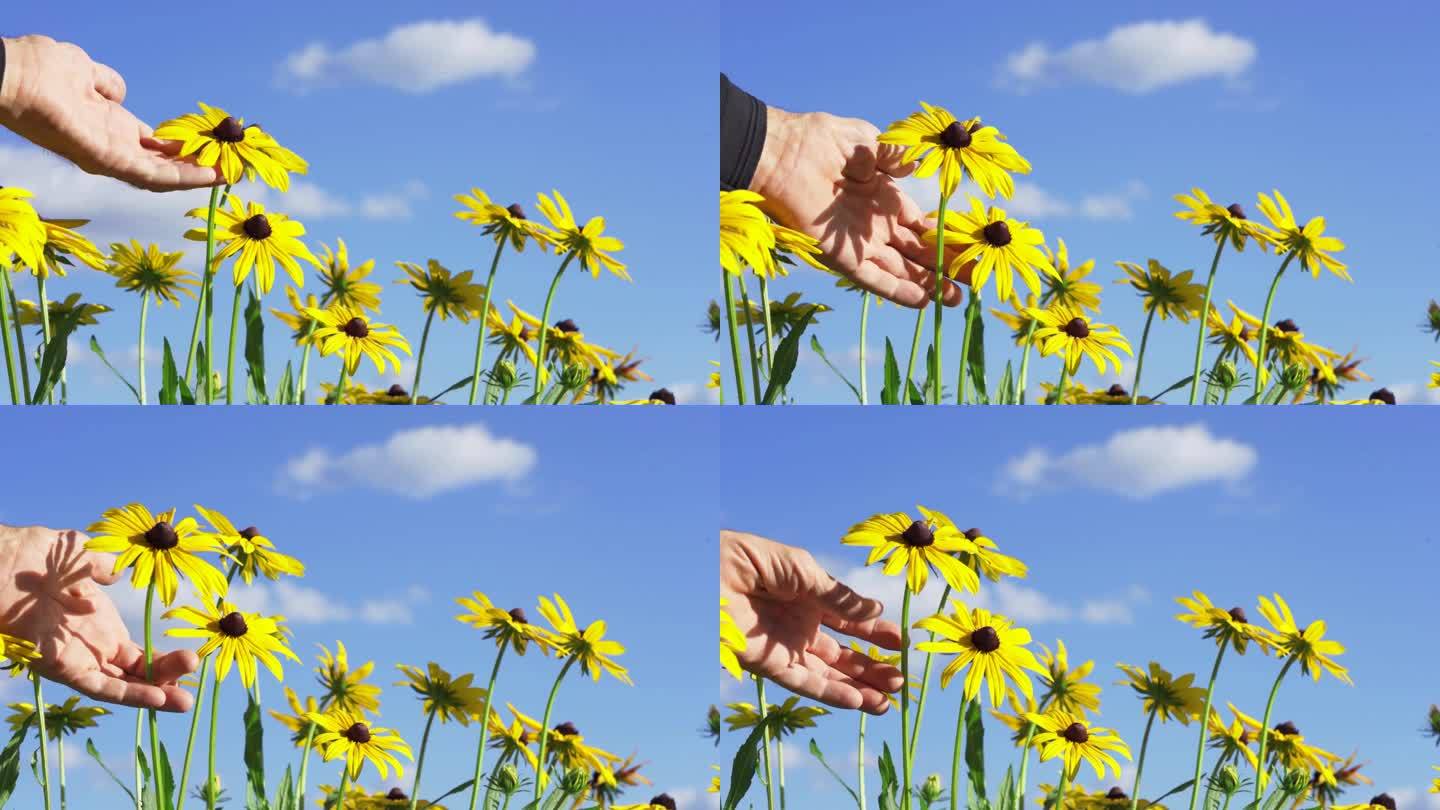 一位老人的手摸着一朵黄色的花