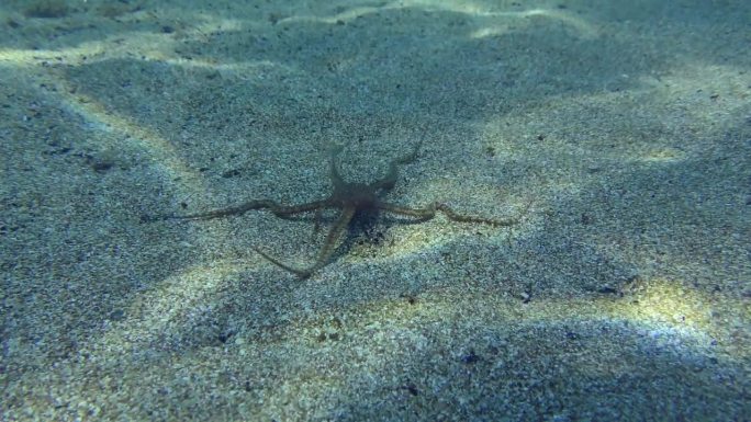 海底的海蛇尾。