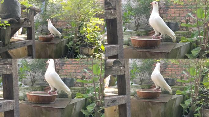 一只鸽子在小花园中央喝水