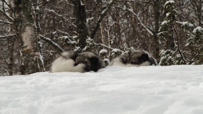 两只北极狐在雪中酣睡。静态的照片