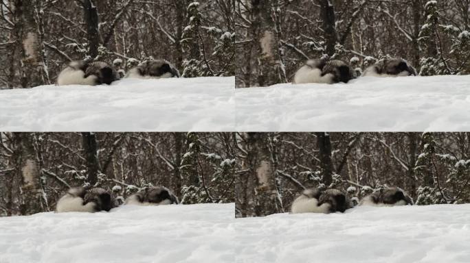 两只北极狐在雪中酣睡。静态的照片