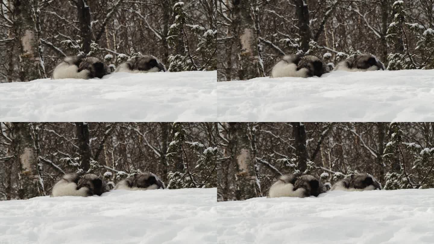 两只北极狐在雪中酣睡。静态的照片