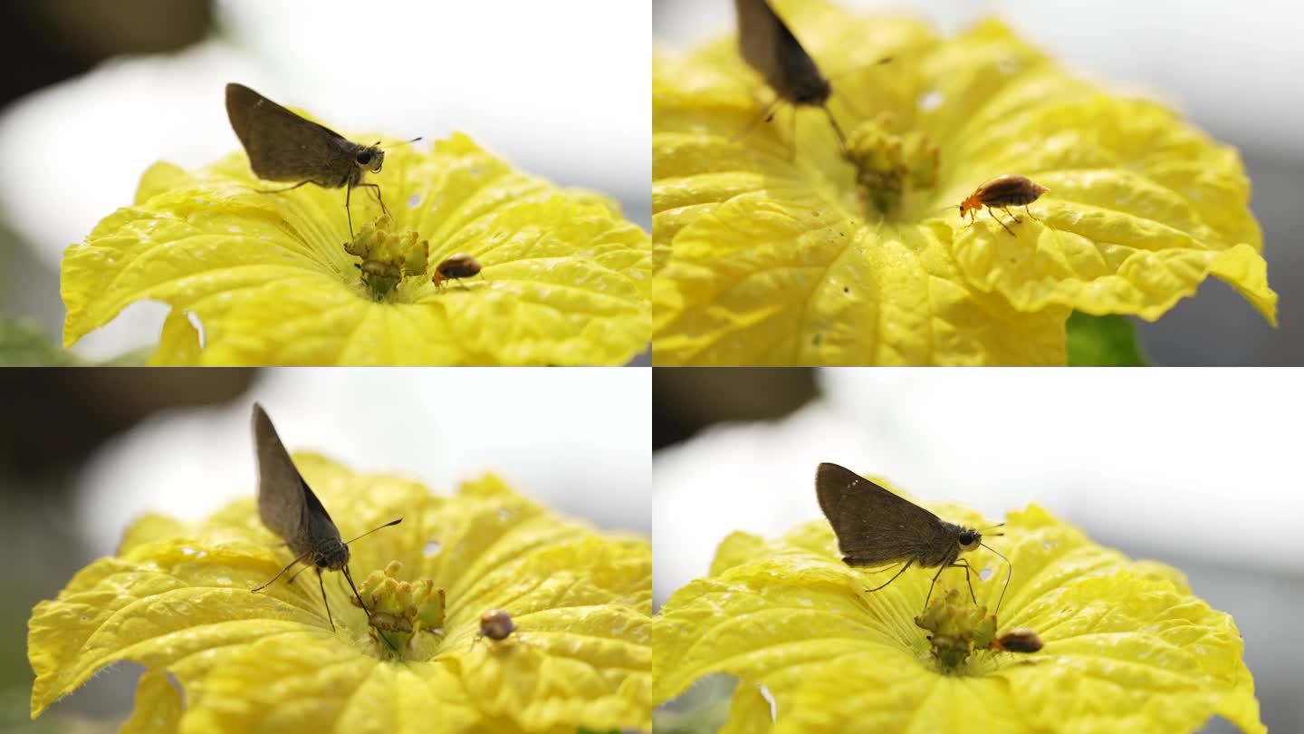 蝴蝶昆虫采花粉采蜜