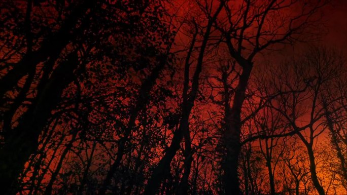 红火天空背后的树戏剧性的景观