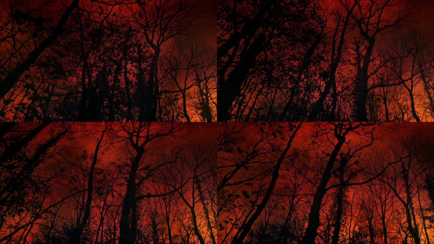 红火天空背后的树戏剧性的景观