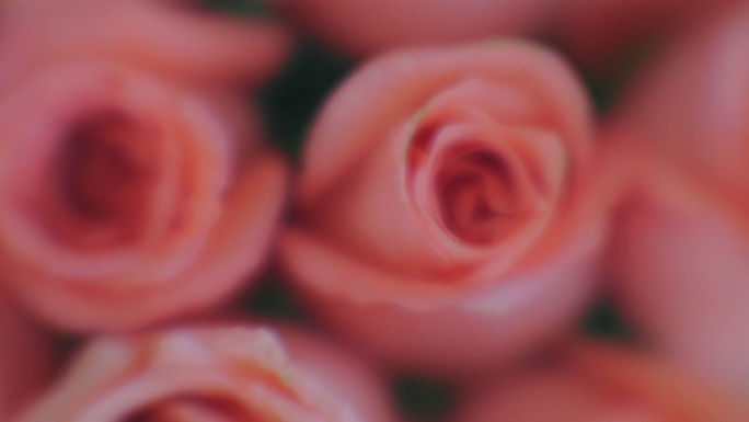 结婚纪念日/粉红玫瑰
