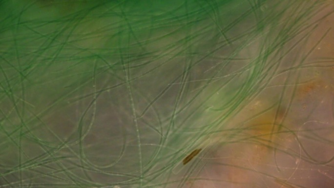 原生动物，藻类和细菌在显微镜下进行教育。