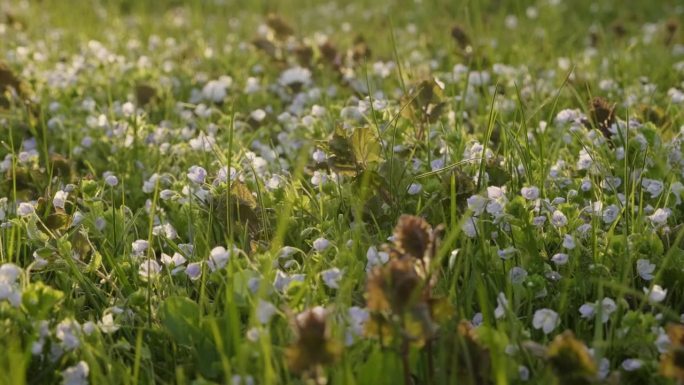 小白春花在阳光明媚的傍晚的草地上。偏右射门。