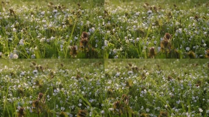 小白春花在阳光明媚的傍晚的草地上。偏右射门。