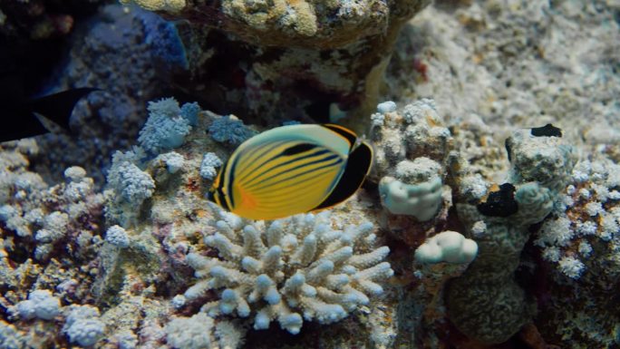 在埃及的红海珊瑚中游泳的黑尾蝴蝶鱼
