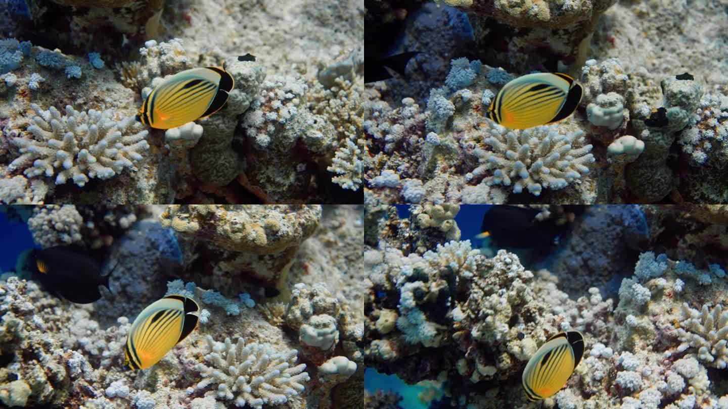在埃及的红海珊瑚中游泳的黑尾蝴蝶鱼