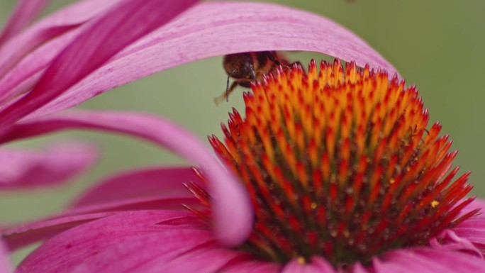一只蜜蜂躲在桔黄色圆锥花的花瓣下。关闭,