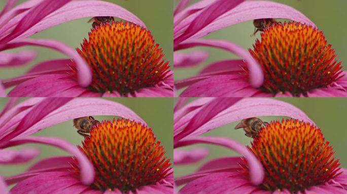 一只蜜蜂躲在桔黄色圆锥花的花瓣下。关闭,