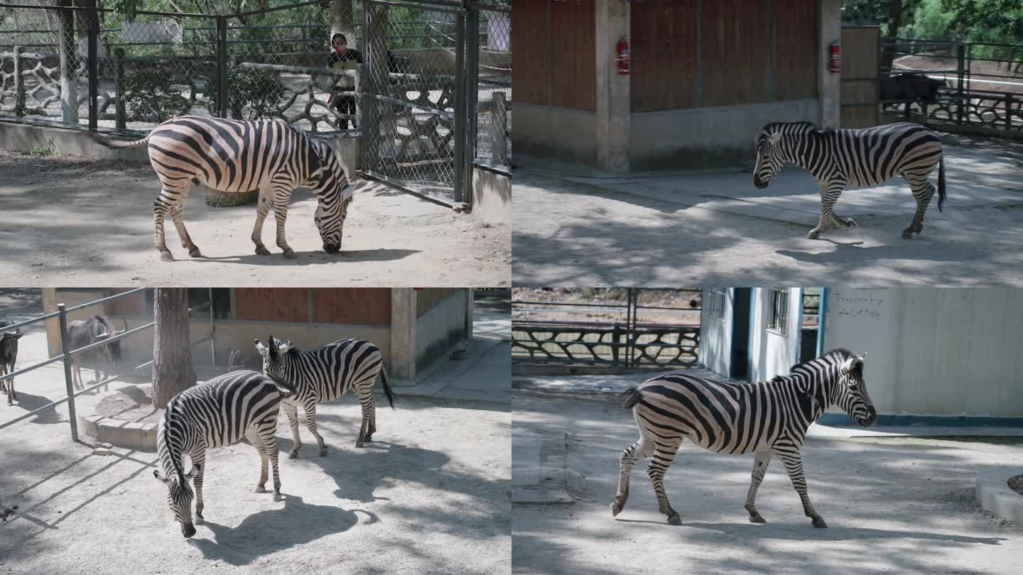 武汉九峰森林动物园里的斑马