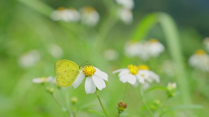 黄蝴蝶粘在白花上从花粉中吸取花蜜。