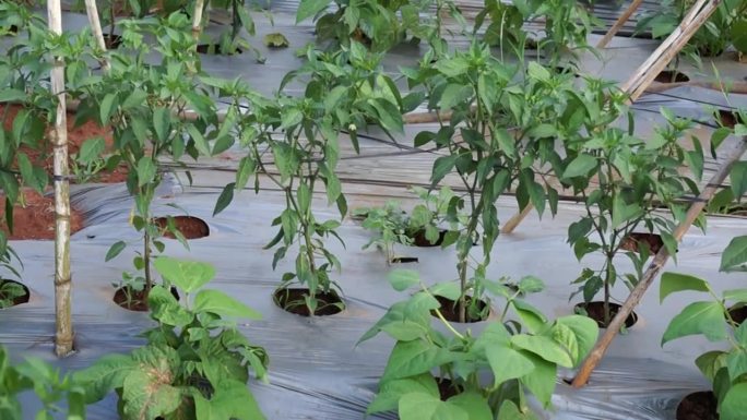 辣椒在越南林东Don Duong地区的户外种植。辣椒是爬上竹子种出来的