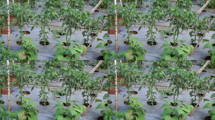 辣椒在越南林东Don Duong地区的户外种植。辣椒是爬上竹子种出来的