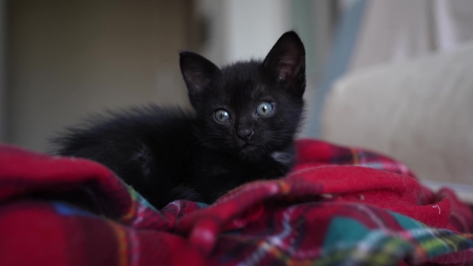 可爱的黑色小猫肖像睡觉，躺在红色毯子上。小宠物纯爱理念。小猫天真的小动物家养宠物。爱护收养动物收容所