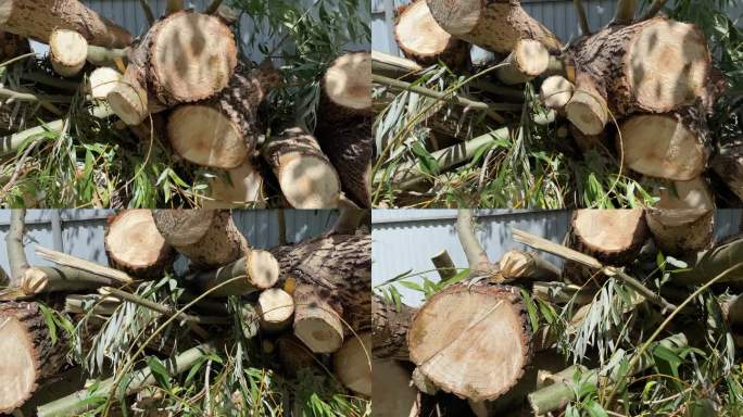 树木年轮的侧面图。柳树被砍成了树桩和圆木