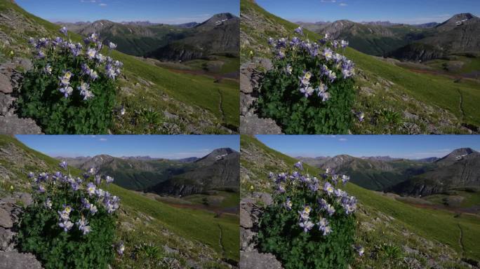 科伦宾紫色的野花在夏天的风科罗拉多州南部的落基山顶上的岛屿湖圣胡安斯西尔弗顿特柳赖德冰湖盆地小径梦幻