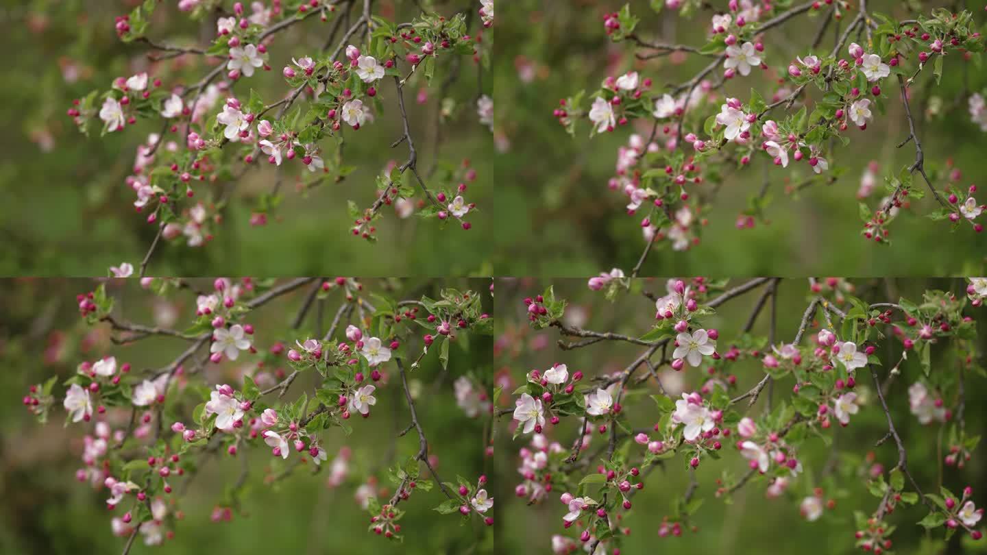 淡粉色的苹果树花盛开了。慢动作视差镜头。散景背景。