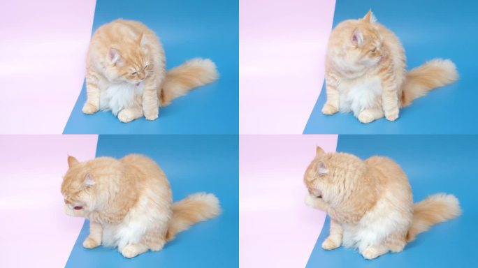 姜色的猫在蓝粉色的背景上洗澡舔爪子。