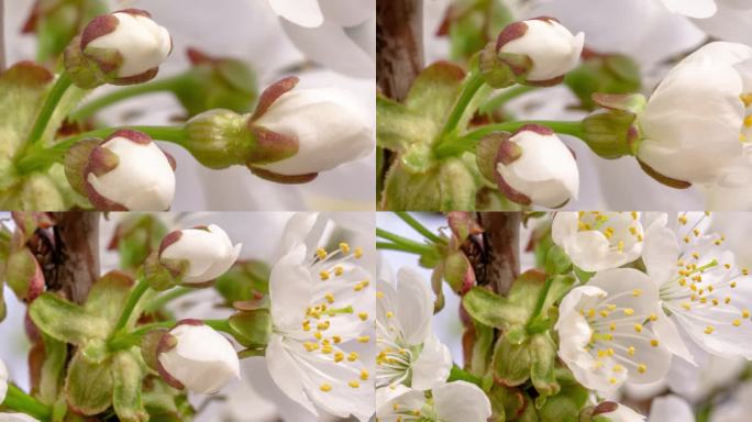 4k延时的甜樱桃树开花缩小，生长在白色背景上。盛开的小白李花。