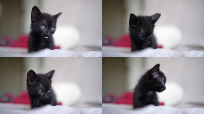 可爱的黑色小猫肖像玩躺在相机前摆姿势。小宠物纯爱理念。小猫天真的小动物家养宠物。关爱收养动物收容所