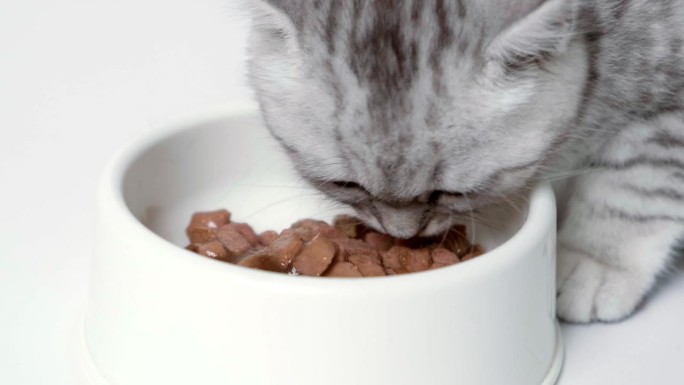 近距离条纹猫吃新鲜的罐头猫粮给小猫。小猫吃完东西后舔嘴唇。广告湿猫食品在白色背景