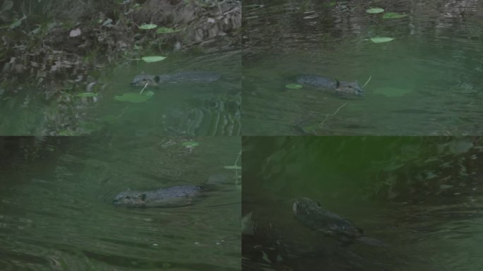 海狸,弗吉尼亚州一只海狸海狸游泳特写视频