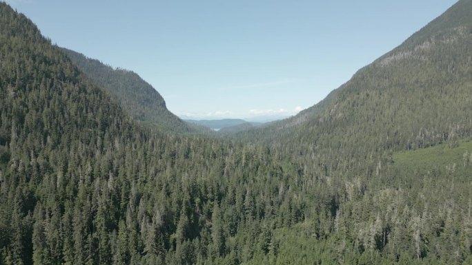 空中无人机拍摄的葱郁的森林和山脉