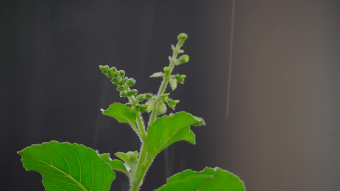 罗勒植物的尖端，当雨轻轻落下，空气朦胧，风吹，使罗勒植物不断移动。