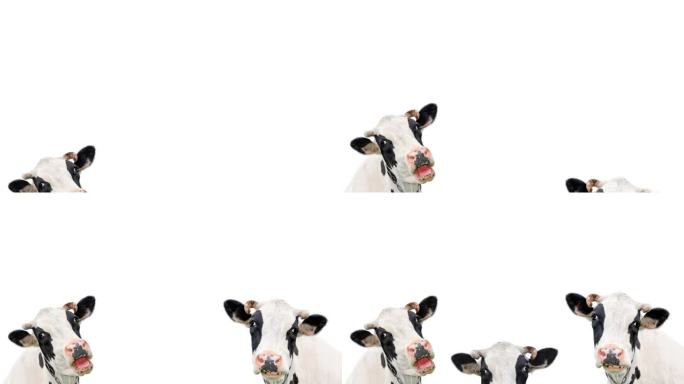 视频幻灯片显示动画三个圣诞搞笑牛孤立在白色背景。三只戴着圣诞驯鹿角的奶牛的肖像，头带做着滑稽的动作。