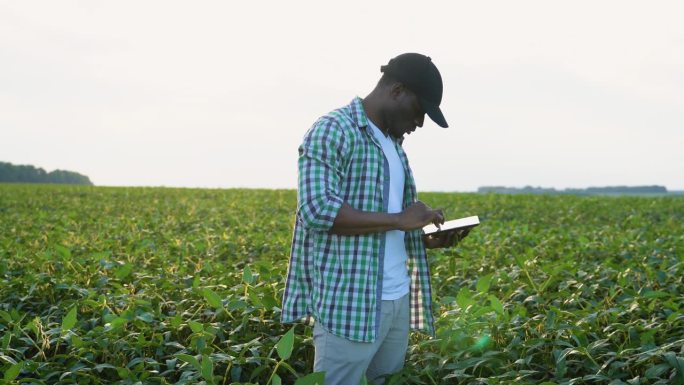 非裔美国农学家在田地里检查大豆的生长情况。农业生产理念