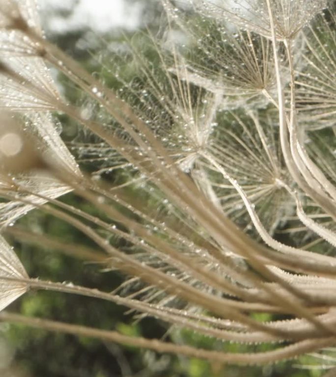 鹰角草一种成熟的鹰角草花，其种子以飞行降落伞的形式分散开来多莉滑块极端特写。垂直视频。