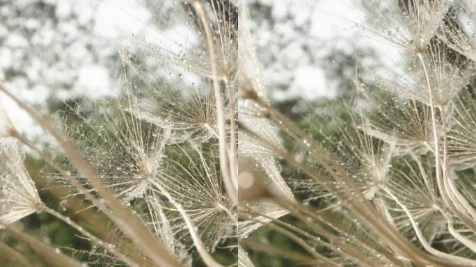 鹰角草一种成熟的鹰角草花，其种子以飞行降落伞的形式分散开来多莉滑块极端特写。垂直视频。