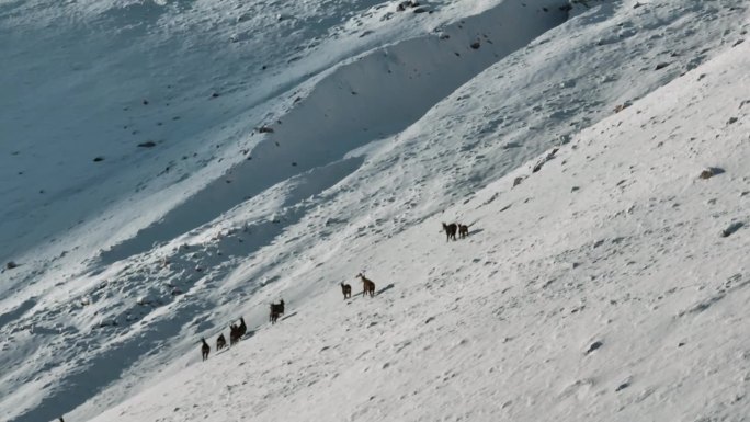 冬季山羚羊群鸟瞰图