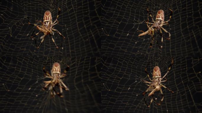 金丝圆织蜘蛛用毒牙咬昆虫，使网中的昆虫麻痹。
