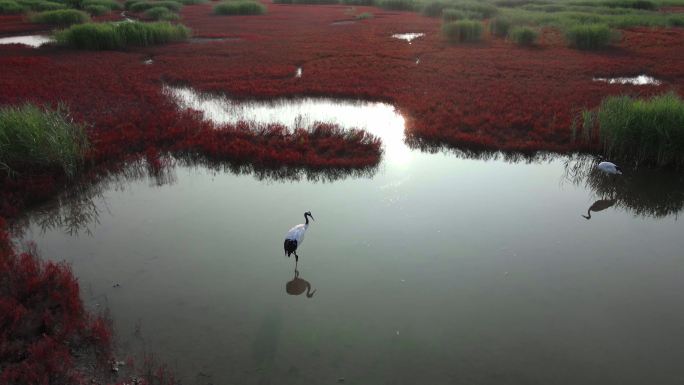 辽宁盘锦红海滩湿地生态绿水青山色彩丹顶鹤