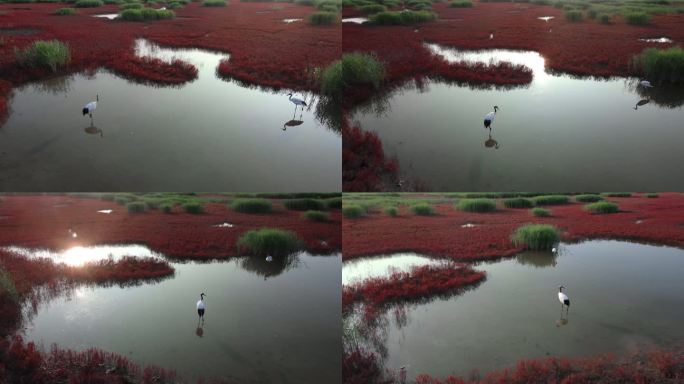 辽宁盘锦红海滩湿地生态绿水青山色彩丹顶鹤