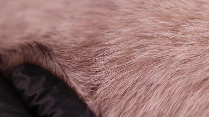 用手触摸由天然米色北极狐毛皮制成的毛皮大衣的一部分
