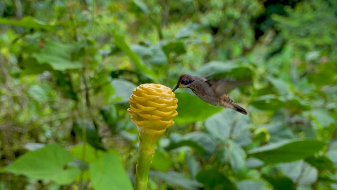 蜂鸟飞着吃花里的糖