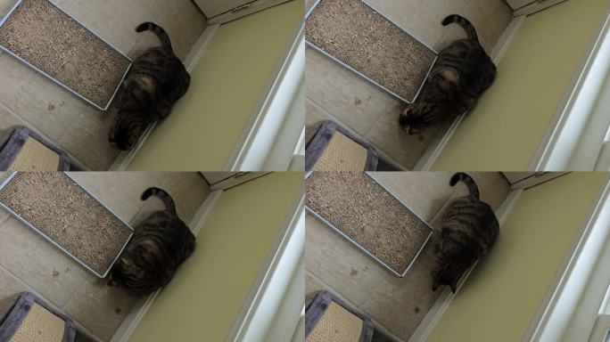 宠物猫推着抓板四处张望