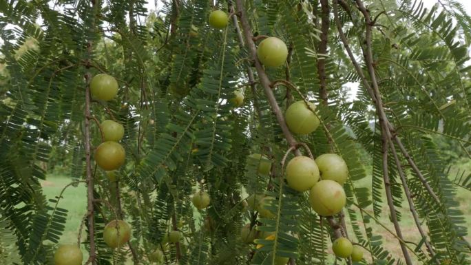 有果实的余甘子树，印度醋栗的维生素c果实