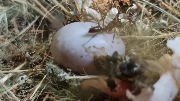 麻雀蛋孵化失败，被黑蚂蚁包围