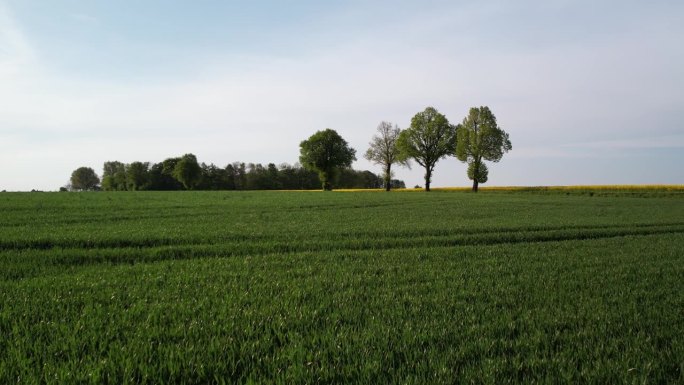无人机飞过一片绿色的谷地，背景是几棵孤零零的树和浅蓝色的天空。