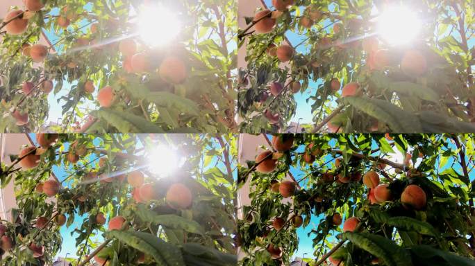 成熟的桃子挂在树上，阳光明媚